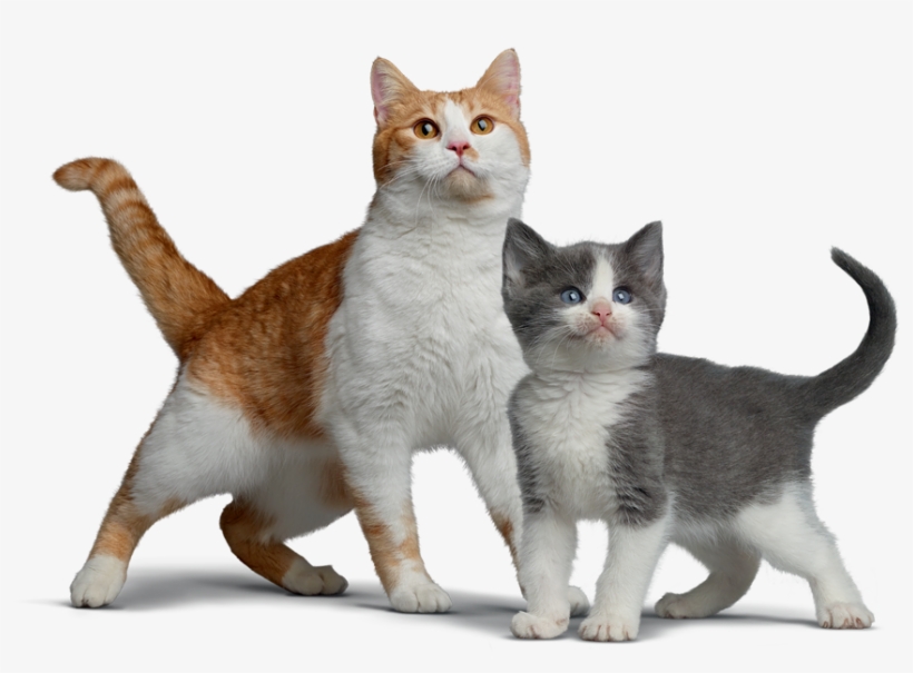 La Médica Veterinaria De Nestlé Purina Explica Que - Domestic Short-haired Cat, transparent png