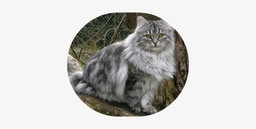 Animais Gatos Bosques Da Noruega Gato Gigante Raça - Gatos Dos Bosques Da Noruega, transparent png