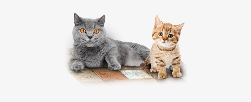 Mascotas - Perros Mascotas - Gatos - My First Books Of Words [book], transparent png