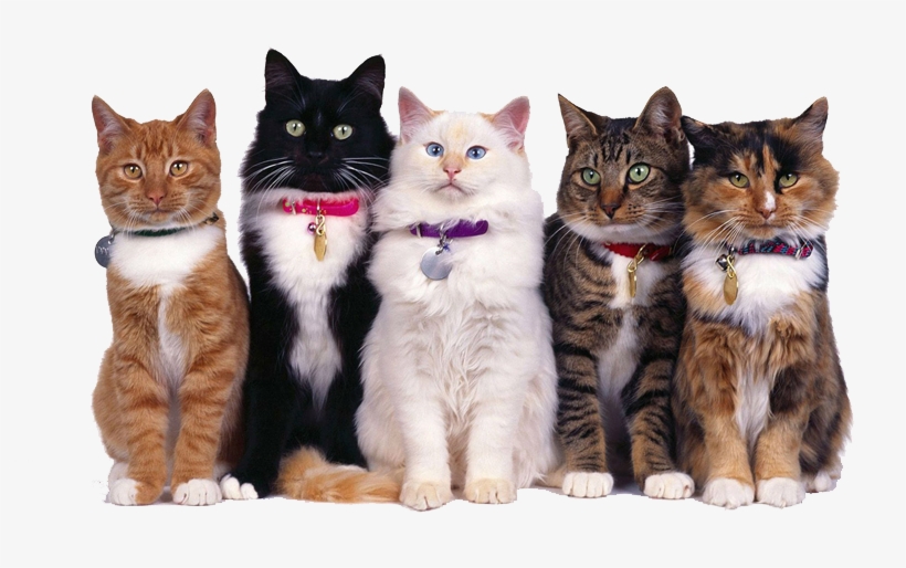 Camas, Alimentos Y Accesorios, transparent png