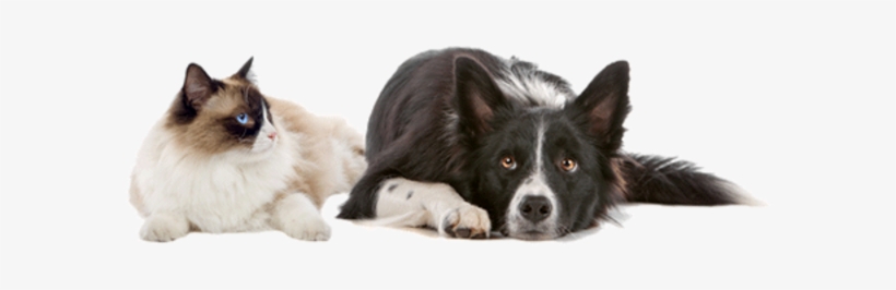 Cães E Gatos Png - Introduction To Animal Nutrition, transparent png