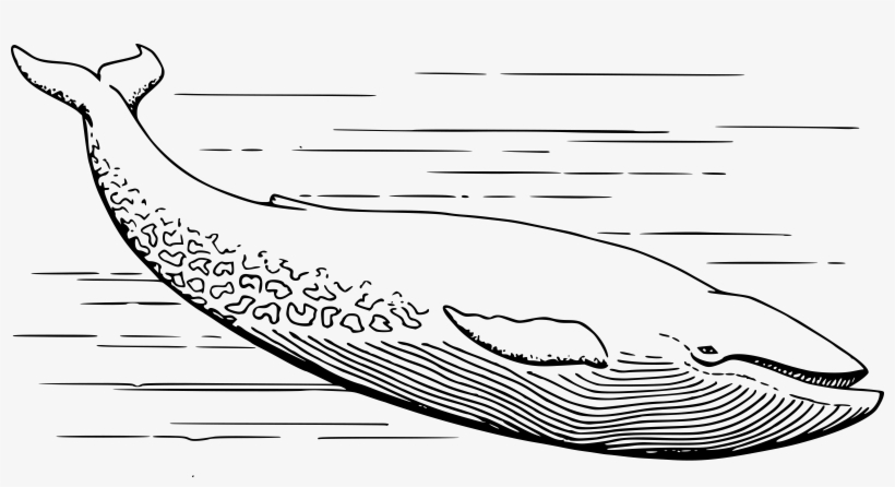 This Free Icons Png Design Of Blue Whale, transparent png