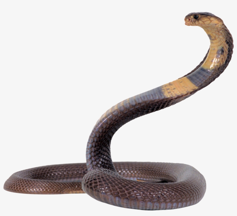 Snake Png Image - Png Snake, transparent png