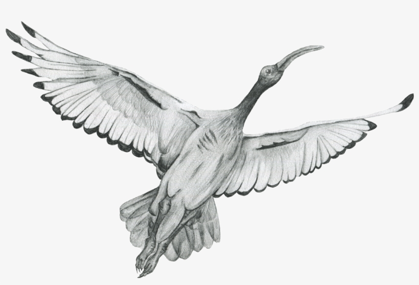The Ibis Vector Black And White Stock - Rock Dove, transparent png