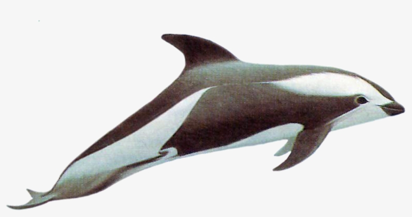 Drawn Dolphins Hourglass Dolphin - Hourglass Dolphin Png, transparent png