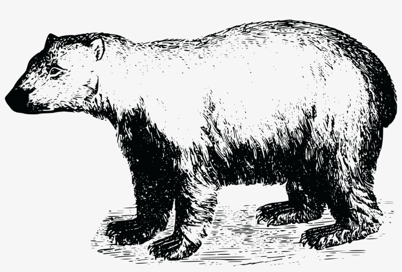 Free Clipart Of A Polar Bear - Papa Bear T-shirt, transparent png