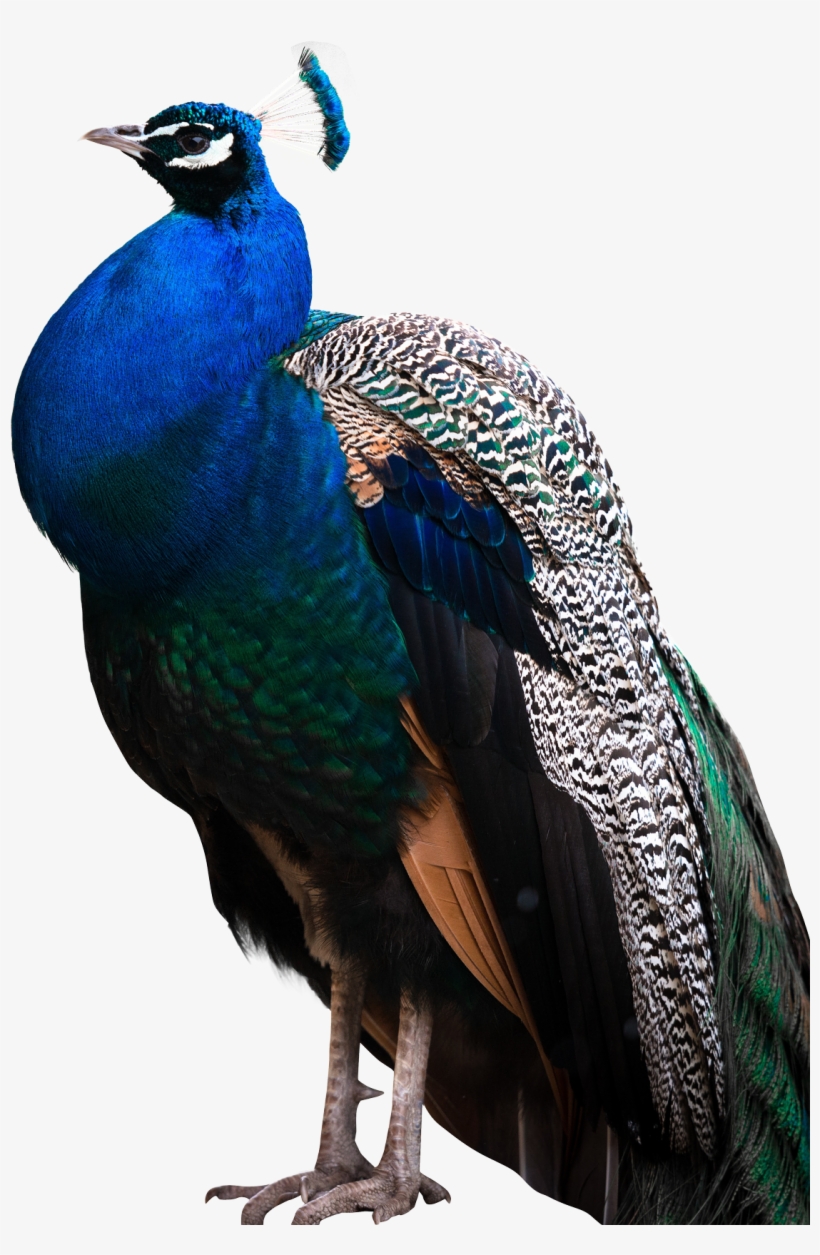 Peacock Feather Transparent Background - Peacock Images Hd Png, transparent png