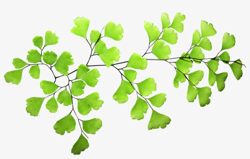 Fern, Leaf, Plant - Transparent Fern, transparent png