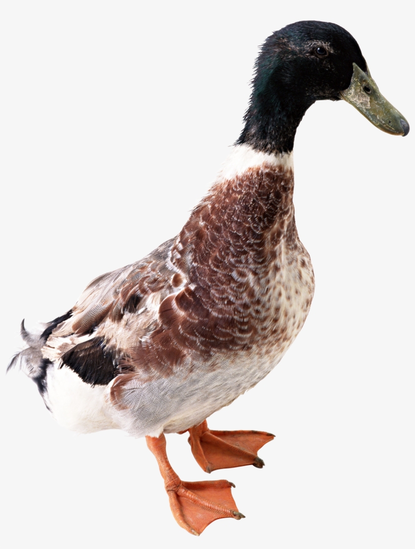 Утка Png, transparent png