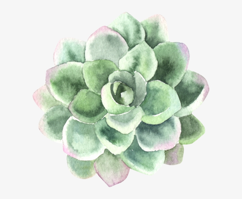 Find Support In Your Process Of Personal Transformation - Thank You Card With Succulents, transparent png