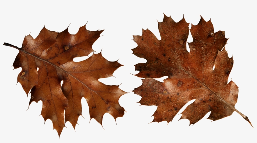 Brown Autumn Leaves Png Image - Autumn Leaf Png Brown, transparent png