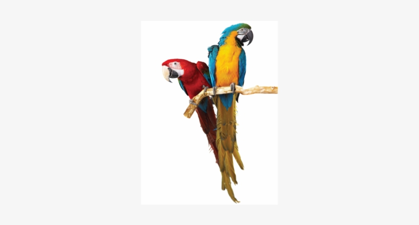 Parrot Cages - Two Parrot, transparent png