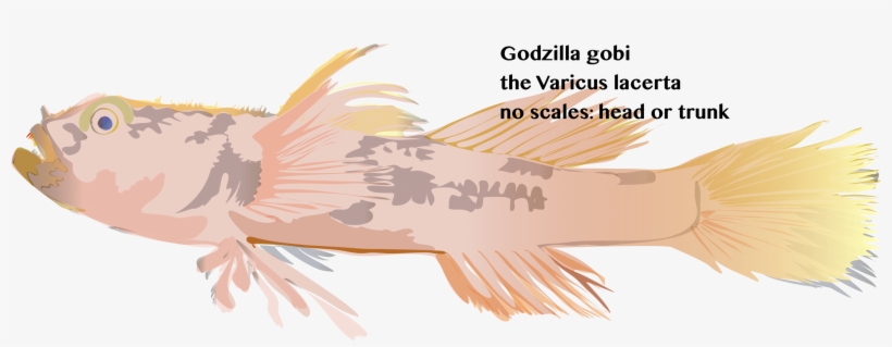 Tornabene L, Robertson Dr, Baldwin Cc Varicus Lacerta, - Cabezon (fish), transparent png