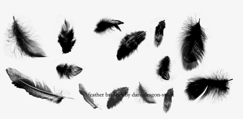 Feathers Png By Dark - Illustrator Free Feathers Brushes, transparent png
