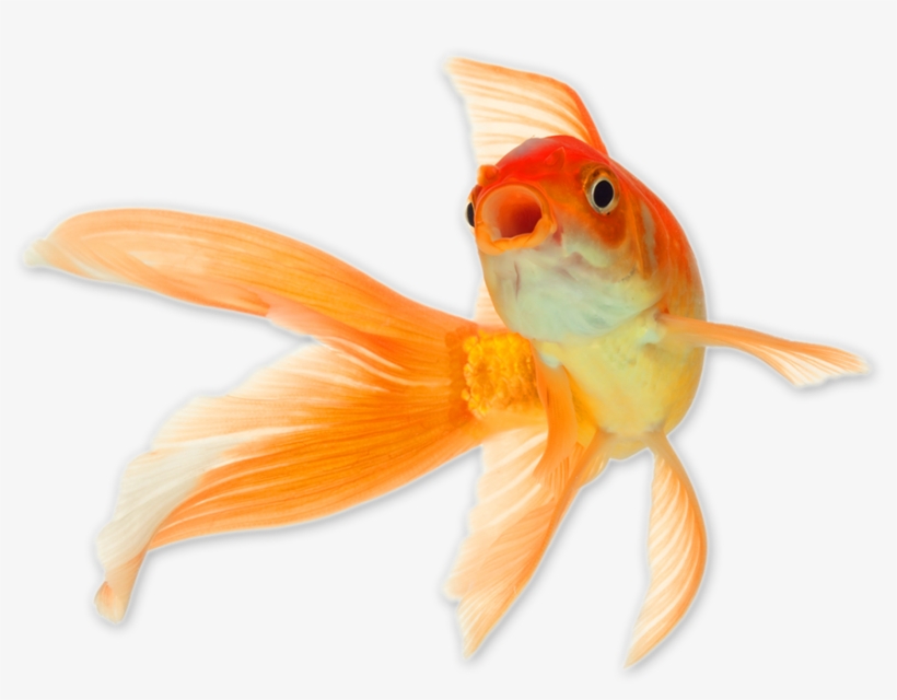 Baby Pets, transparent png