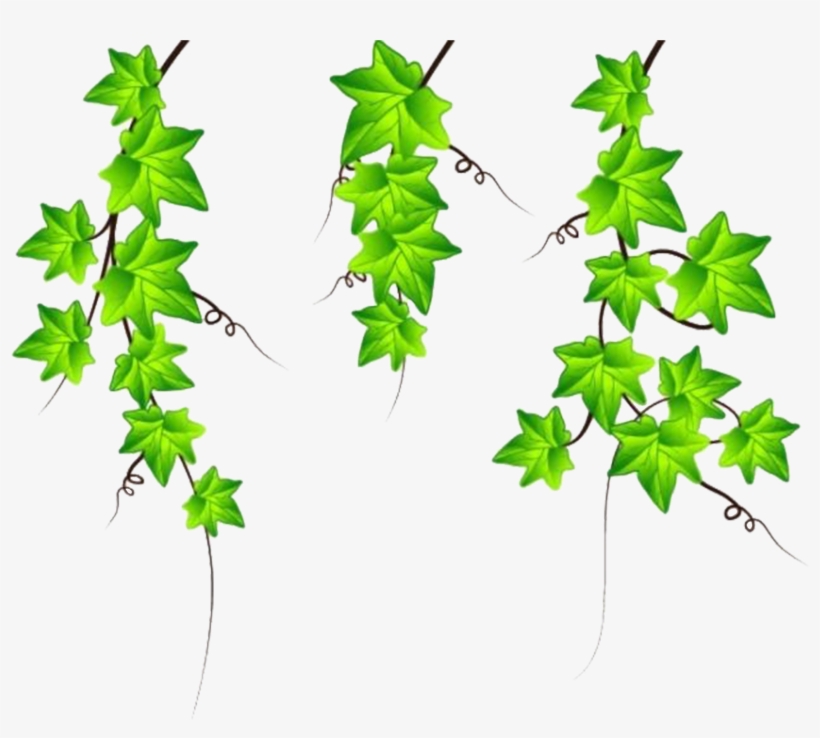 Drawing Ivy Clip Art Clipart Transparent Ivy Vine Png 4514x4514 PNG