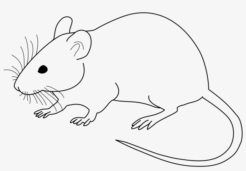 Lab Rat Drawing Clip Art Rat Black And White 1024x664 PNG Download
