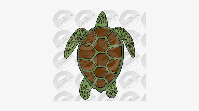 Turtle Clipart Sea Plant - Clip Art, transparent png