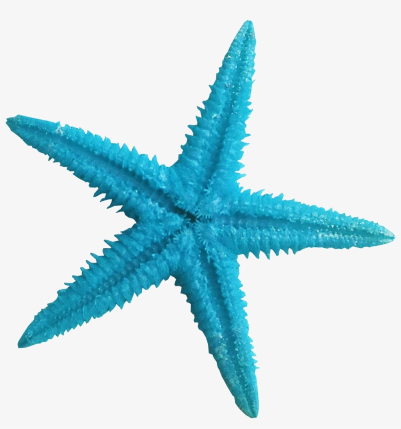 Ldw Underpalmtree Seastar-blue - Transparent Background Starfish Png, transparent png