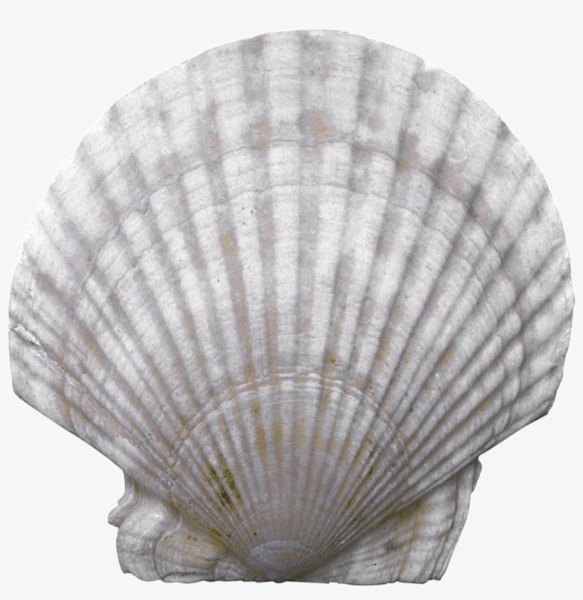 Seashell Png - Earrings White. Elegant, Long With Natural Nacre., transparent png