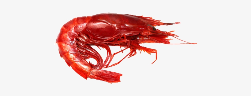 Red Shrimp Png Pic - Red Shrimp Png, transparent png