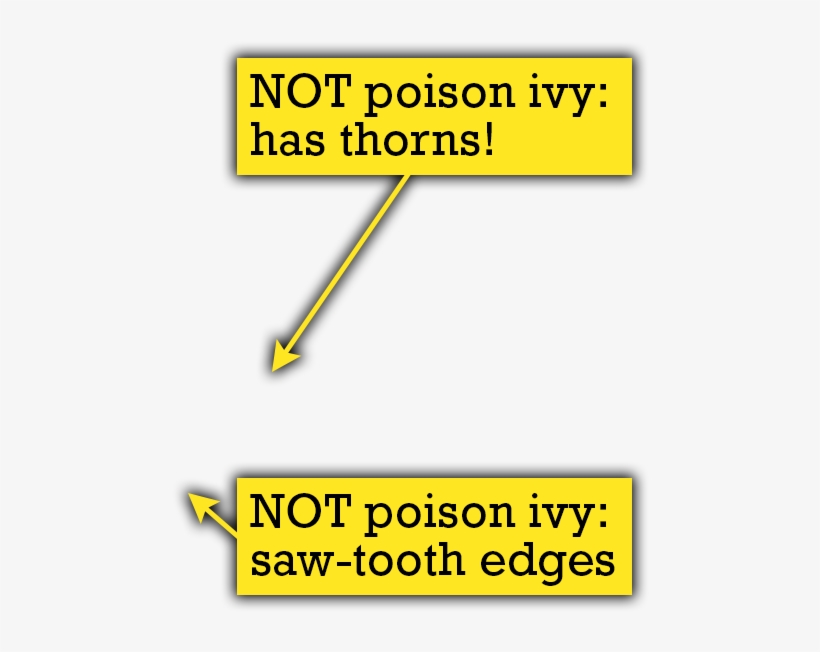 Quiz Thorns - Thick Thorny Vine Png, transparent png