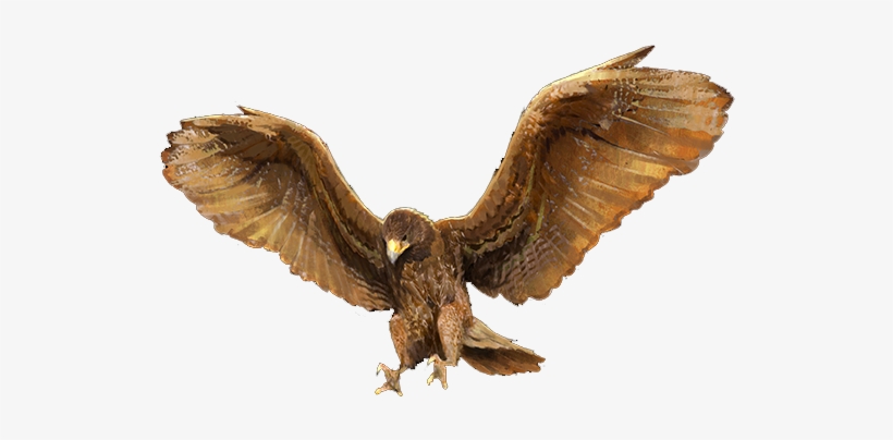 Golden Eagle, transparent png