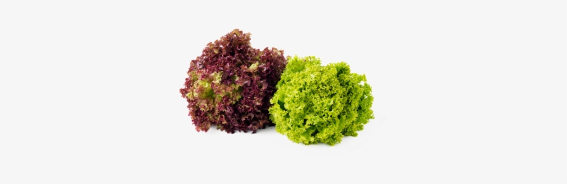 Leafy Fresh Red & Green Coral Lettuce - Red And Green Coral Lettuce, transparent png