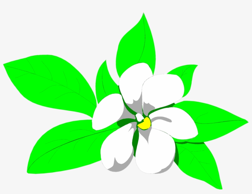 Sampaguita Drawing At Getdrawings - Jasmine Flower Clipart, transparent png