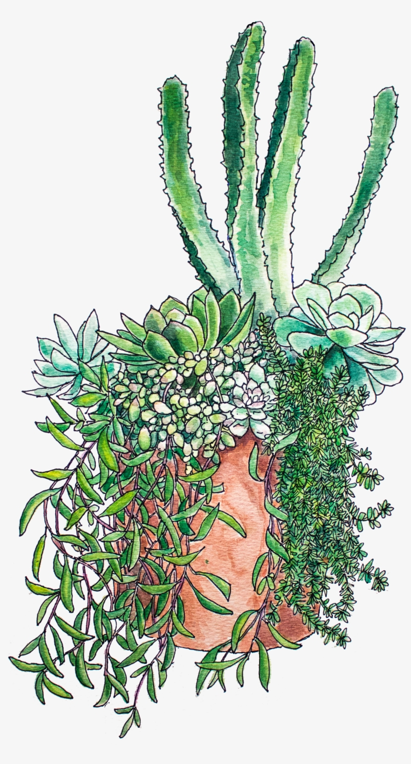 Succulent Arrangement Print - Art, transparent png