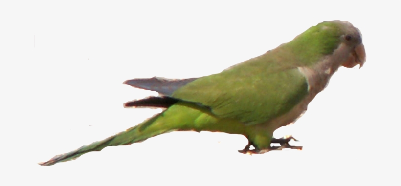 Parrots Today Current - Green Parrot In Florida, transparent png