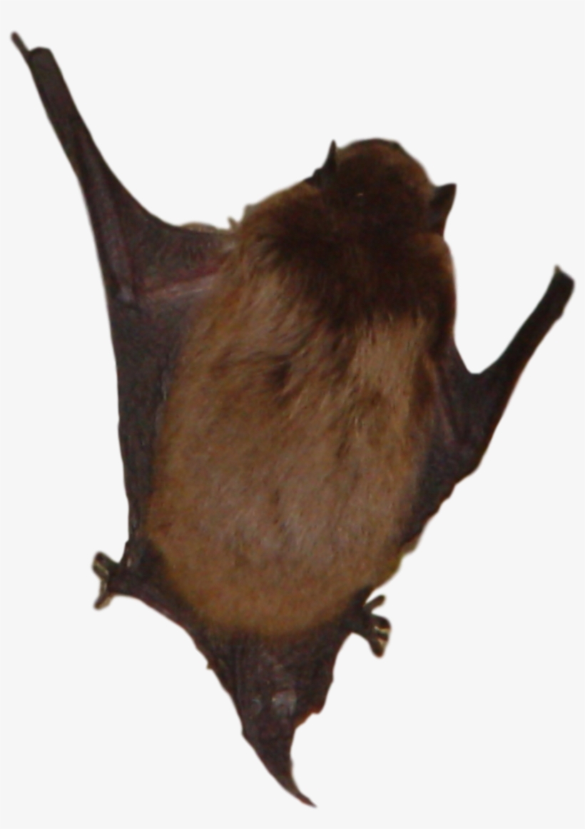 Get Rid Of Michigan Bats - Bat, transparent png