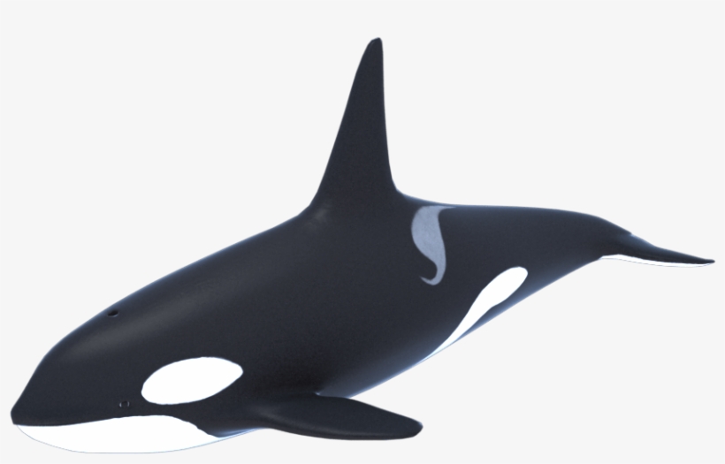 Killer Whale Png Transparent Picture - Killer Whale, transparent png
