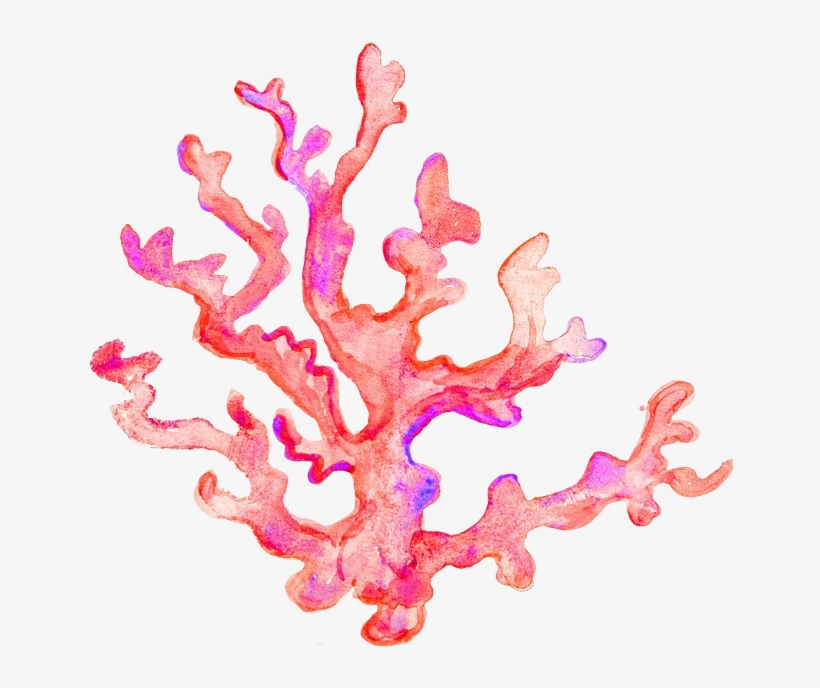 Coral Transparent Image - Coral Transparent, transparent png