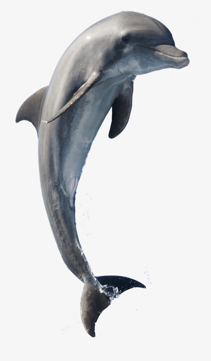 Bottle-nose-dolphins For All-over-print Tote Bag, transparent png