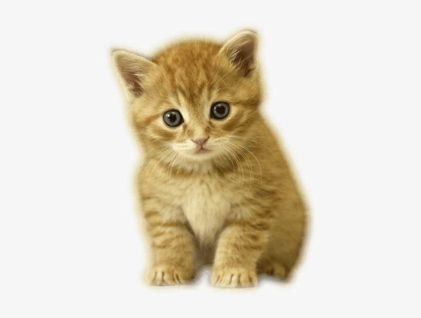 Zoom Diseño Y Fotografia - Kittens With No Background, transparent png