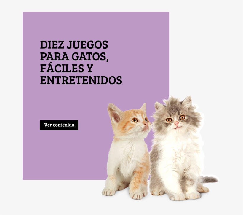 Gato - Cat, transparent png