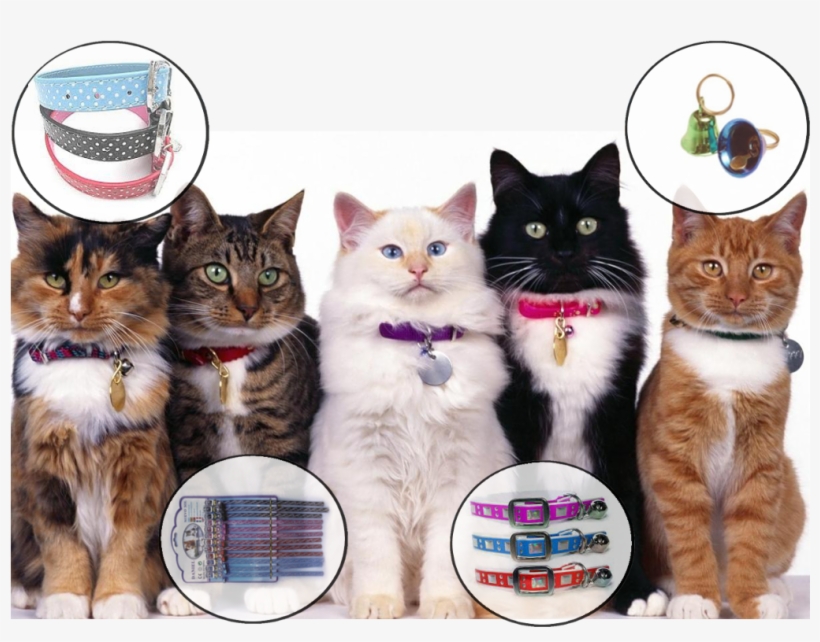 Accesorios Para Gatos - Five Kitty Cats In A Row Handbag Shoulder Bag Black, transparent png