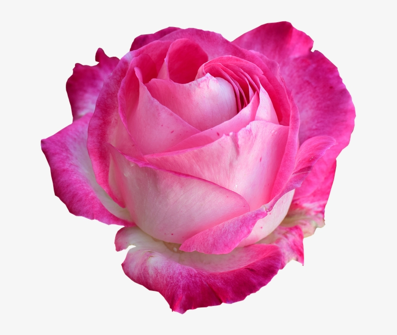 Rose, Bright Rose, Rose Png - Hybrid Tea Rose, transparent png