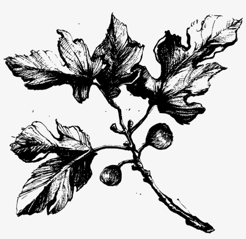 Figtree Large - Fig Tree Black And White, transparent png