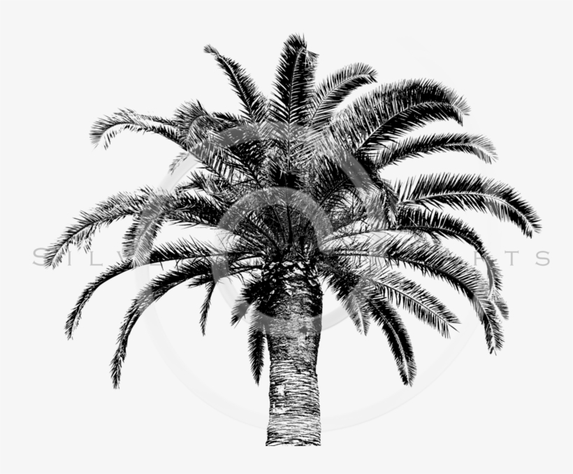 White Palm Tree Png - 769x600 PNG Download - PNGkit