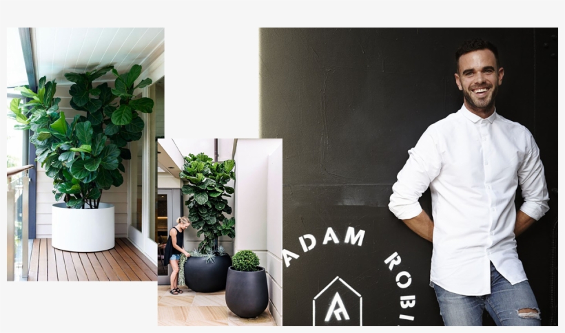 Picked Up A Fiddle Leaf Fig But Convinced You Too Lack - House, transparent png