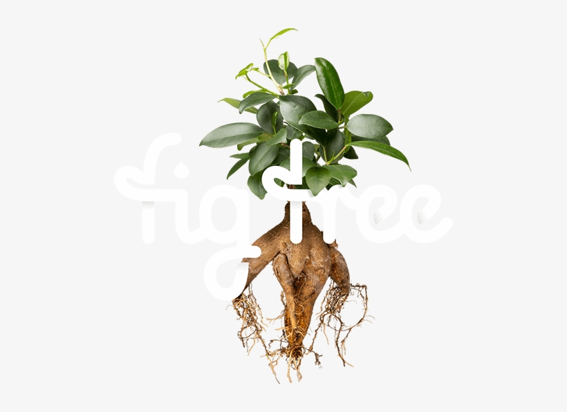 Websites - Figtree Creative, transparent png
