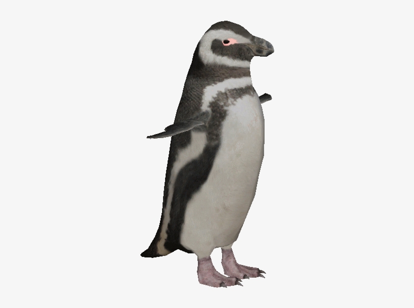 Magellanicpenguin - Zt2 Penguin, transparent png
