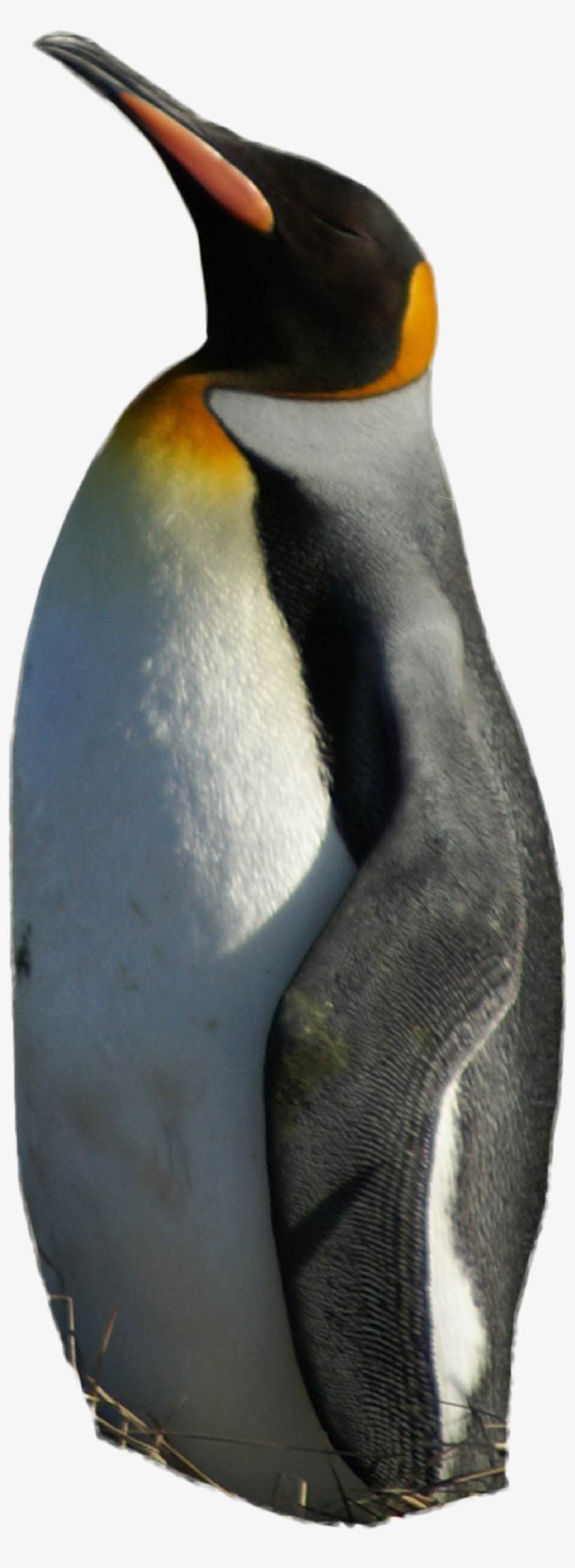 It Is The Second Biggest Penguin Of The 18 Species - King Penguin, transparent png