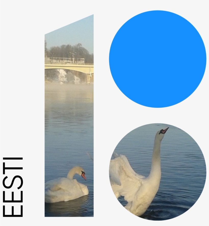 Download - Swan, transparent png
