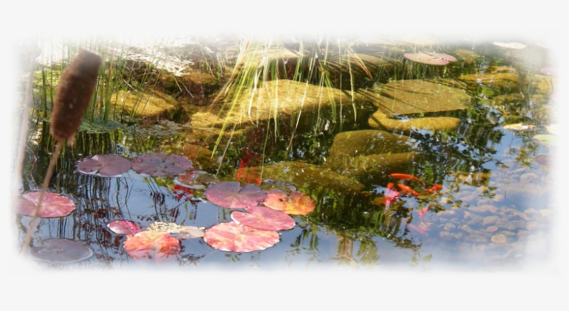 Counselling Services For Adults - Psychotherapy, transparent png