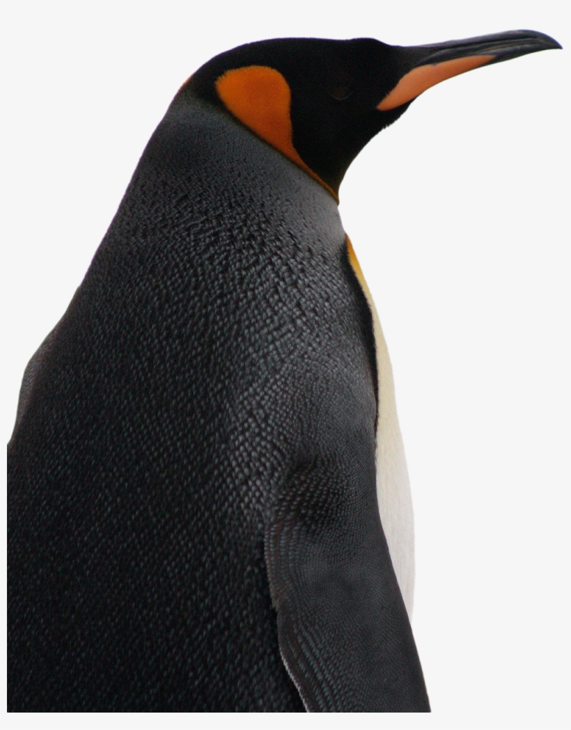 Conservation Threats - King Penguin, transparent png