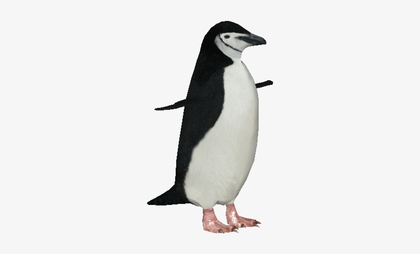Chinstrappenguin - Chinstrap Penguins Transparent Background, transparent png