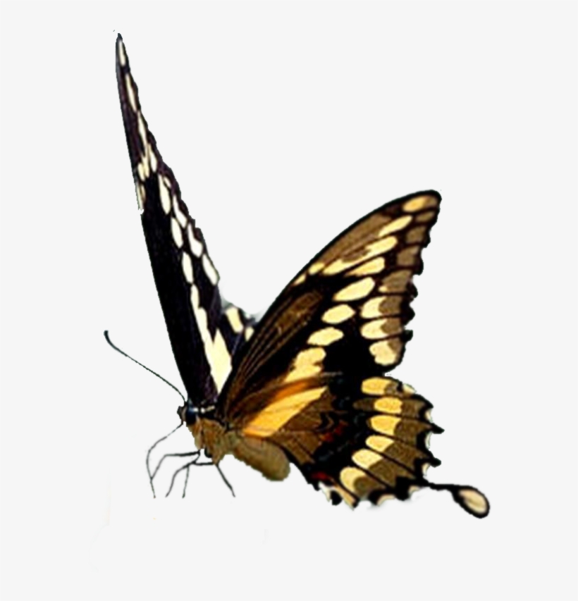 Http - //i46 - Tinypic - Com/v47zud - Borboletas De Verdade Png, transparent png